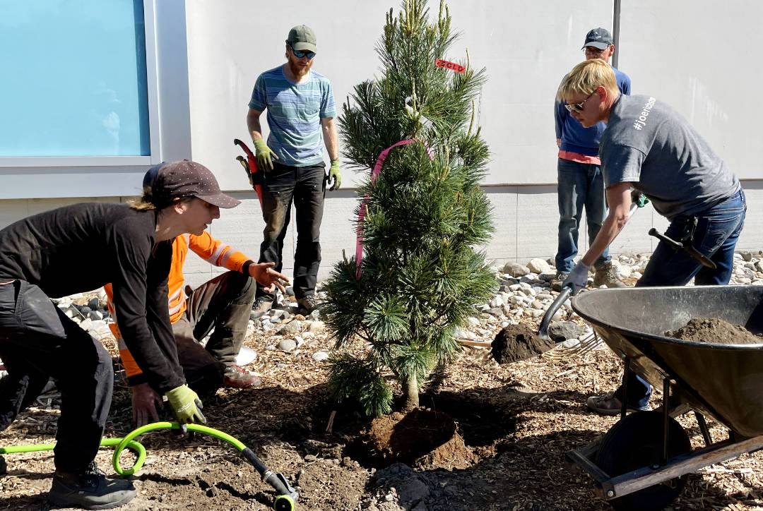 unh2o-new-trees New xeriscape trees being planted at the UnH2O Garden in Kelowna