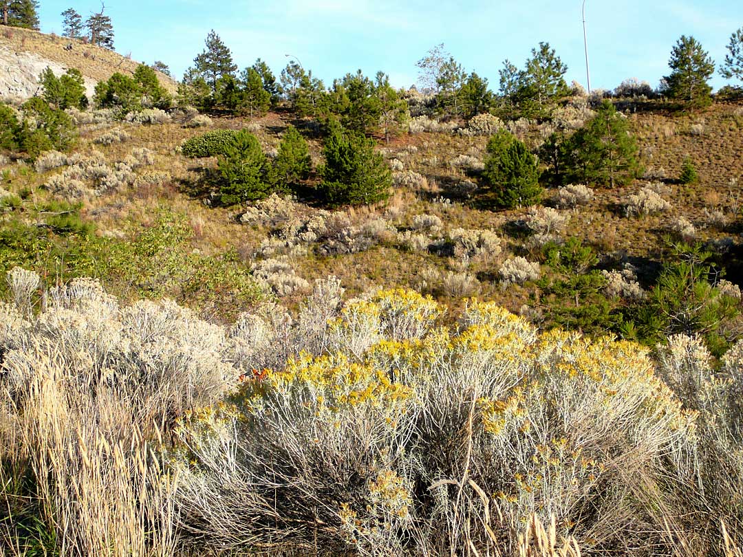 south Okanagan slopes South Okanagan slopes