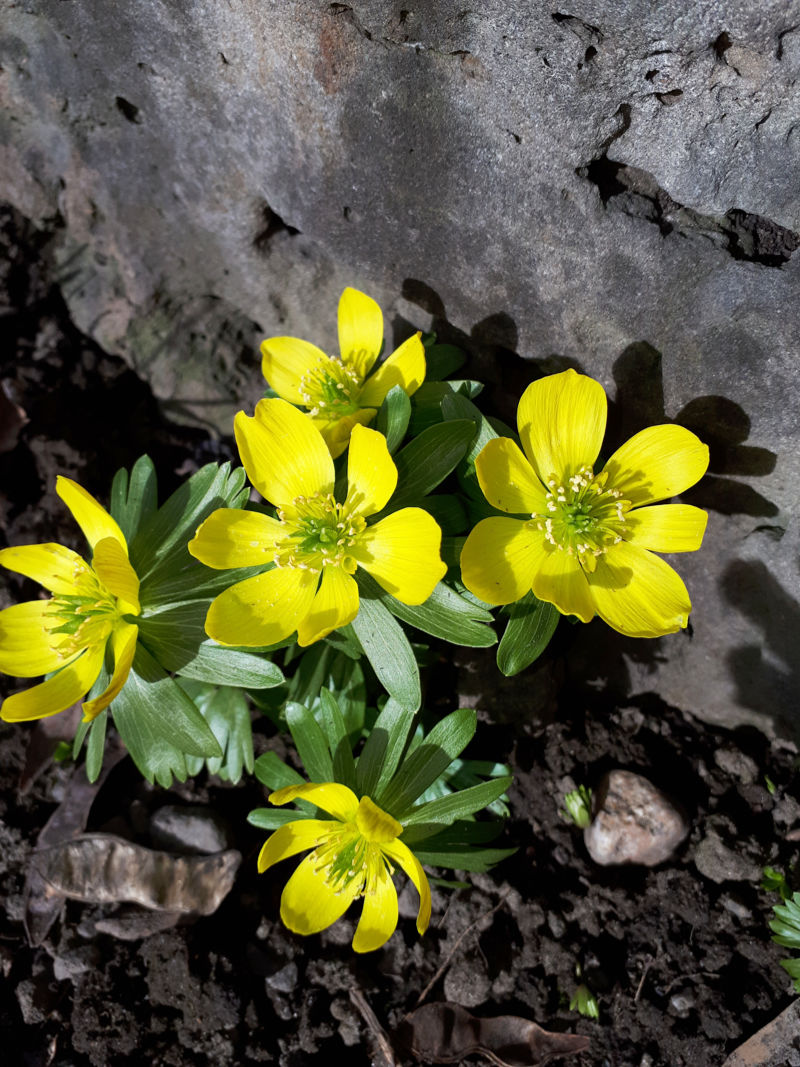 winter-aconite Winter Aconite (Eranthis Hyemalis)