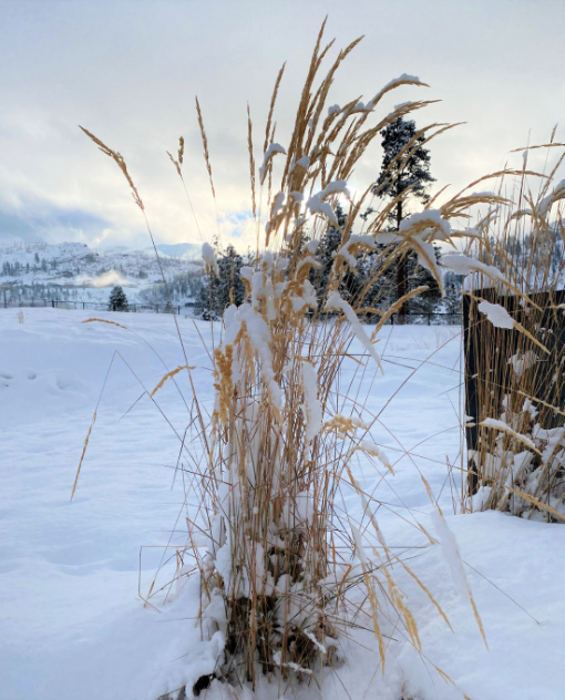winter-grasses-snow Beautiful grasses in the snow