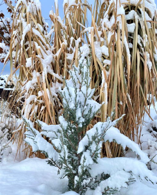 winter-grasses The beauty of grasses in winter